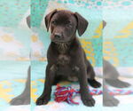 Small #7 Mutt