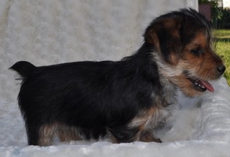 Yorkshire Terrier Puppy for sale in ATWOOD, IL, USA