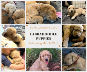 Labradoodle Puppy for sale in SURPRISE, AZ, USA