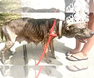 American Pit Bull Terrier Dogs for adoption in Houston, TX, USA