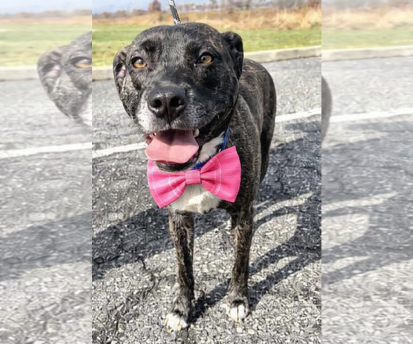Medium Photo #2 Labrador Retriever-Unknown Mix Puppy For Sale in Mt. Laurel, NJ, USA