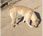 Small #10 Mutt