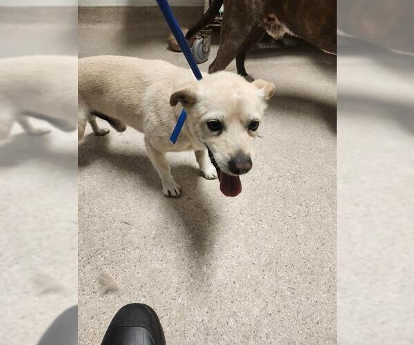 Medium Photo #1 Chihuahua Puppy For Sale in Bakersfield, CA, USA