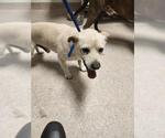 Small Chihuahua