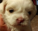 Small #2 Shih Tzu