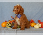 Small Photo #2 Cavapoo Puppy For Sale in MILLERSBURG, OH, USA