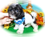 Small #6 ShihPoo-Yorkshire Terrier Mix