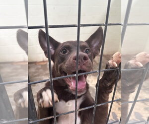 Highland - Male Australian Kelpie-Australian Shepherd Mix Dog for Adoption - Photo #4