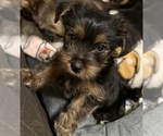 Small Photo #5 Yorkshire Terrier Puppy For Sale in ORLANDO, FL, USA