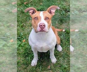 American Pit Bull Terrier Dogs for adoption in Akron, OH, USA