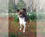 Small Photo #1 Chihuahua Puppy For Sale in MOUNT AIRY, NC, USA