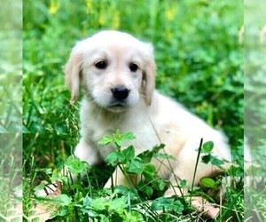 Golden Retriever Puppy for sale in DRY RUN, PA, USA