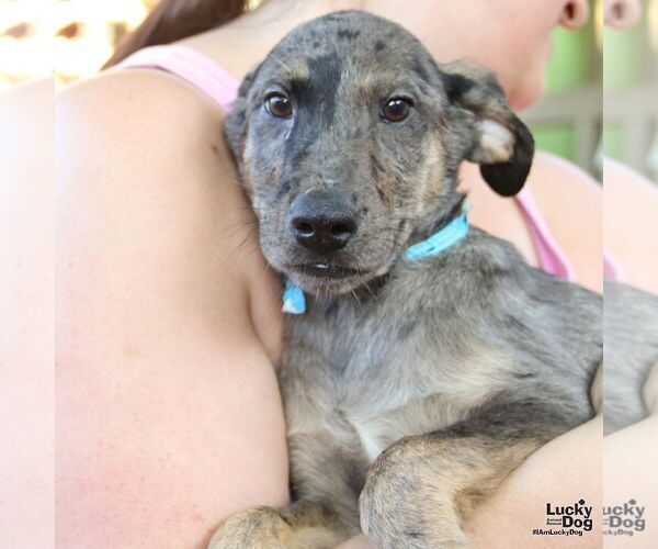 Medium Photo #4 Catahoula Leopard Dog-Unknown Mix Puppy For Sale in Washington, DC, USA