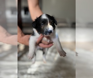 Border Collie Puppy for Sale in RIVERSIDE, California USA