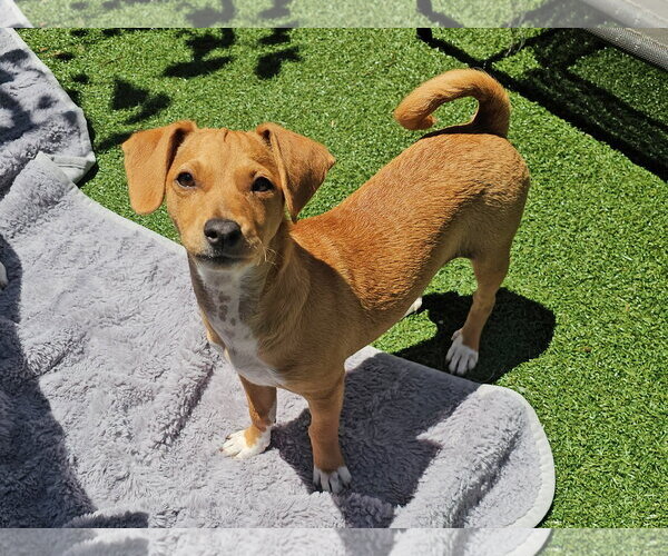Medium Photo #11 Mutt Puppy For Sale in Mission Viejo, CA, USA
