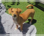 Small #10 Mutt
