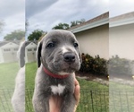 Small Photo #28 Cane Corso Puppy For Sale in ROYAL PALM BEACH, FL, USA