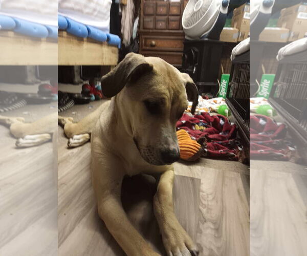 Medium Photo #5 Catahoula Leopard Dog-Labrador Retriever Mix Puppy For Sale in Farmerville, LA, USA
