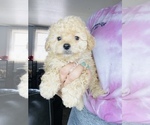 Small Photo #2 Maltipoo Puppy For Sale in SAN BERNARDINO, CA, USA