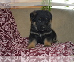 Small #3 German Shepherd Dog
