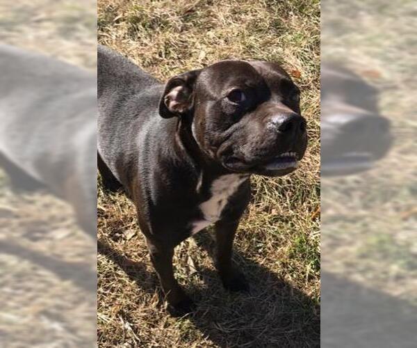 Medium Photo #2 Boxador Puppy For Sale in Jackson, MS, USA