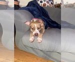 Small Photo #5 American Staffordshire Terrier-Unknown Mix Puppy For Sale in Garner, NC, USA