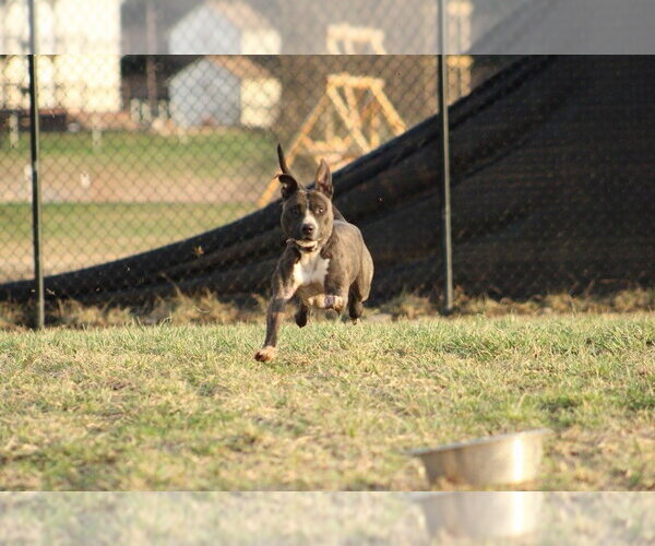 Medium Photo #12 Mutt Puppy For Sale in Utica, NY, USA