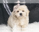 Small #1 Maltipoo