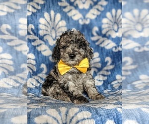 Cock-A-Poo-Poodle (Miniature) Mix Puppy for sale in LINCOLN UNIVERSITY, PA, USA