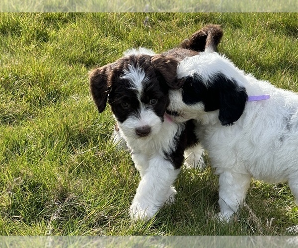 Medium Photo #24 Aussiedoodle Puppy For Sale in BREMERTON, WA, USA