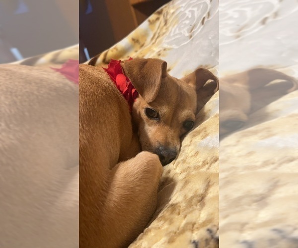 Medium Photo #6 Cheagle Puppy For Sale in EVERGREEN PARK, IL, USA