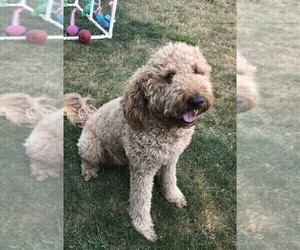 Mother of the Goldendoodle puppies born on 04/18/2021
