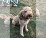 Small Photo #1 Goldendoodle Puppy For Sale in FAIRWOOD, WA, USA