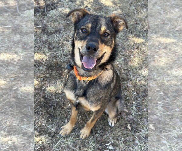 Medium Photo #20 Mutt Puppy For Sale in Rockaway, NJ, USA