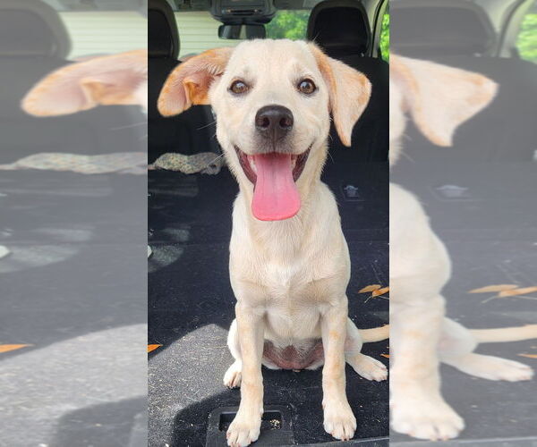 Medium Photo #2 Labrador Retriever-Unknown Mix Puppy For Sale in St. Augustine, FL, USA