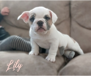 Beabull-English Bulldog Mix Puppy for sale in LEBANON, PA, USA