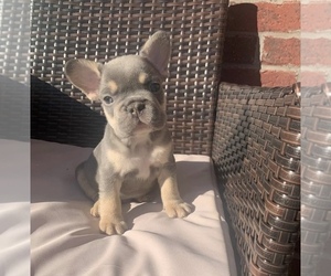 French Bulldog Puppy for sale in PORTERDALE, GA, USA