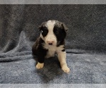 Small #30 Border Collie