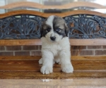 Small Photo #40 Great Pyrenees Puppy For Sale in HILLSVILLE, VA, USA