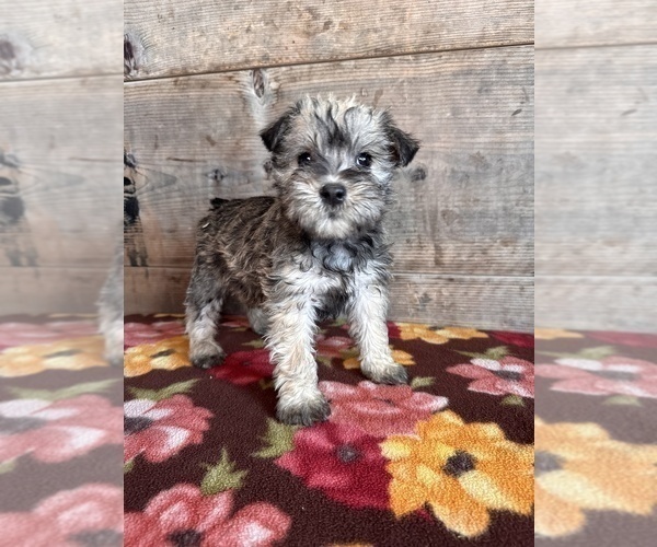 Medium Photo #16 Schnauzer (Miniature) Puppy For Sale in VERMONTVILLE, MI, USA