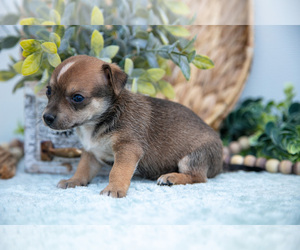 Medium Chihuahua-Chorkie Mix