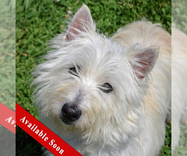 Medium Photo #1 Cairn Terrier-Unknown Mix Puppy For Sale in Huntley, IL, USA