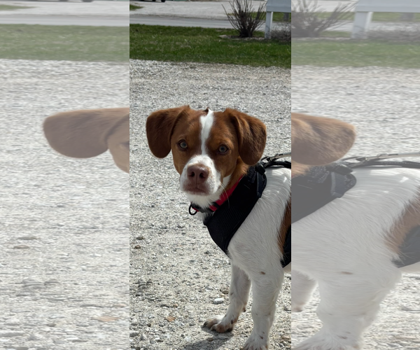 Medium Photo #1 Bocker Puppy For Sale in Macon, MO, USA