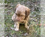 Small #1 Shih Tzu-Shih-Poo Mix