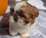 Small #12 Shih Tzu