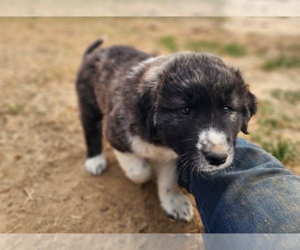 Medium Photo #17 Anatolian Shepherd Puppy For Sale in CUMBY, TX, USA