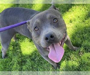 American Pit Bull Terrier Dogs for adoption in Martinez, CA, USA