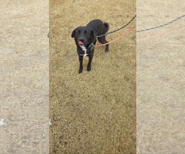 Medium Photo #4 Labrador Retriever-Unknown Mix Puppy For Sale in Coldwater, MI, USA