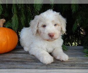 Labradoodle Puppy for sale in MILLERSBURG, OH, USA