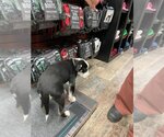 Small Photo #2 Saint Bernard-Unknown Mix Puppy For Sale in Calgary, Alberta, Canada